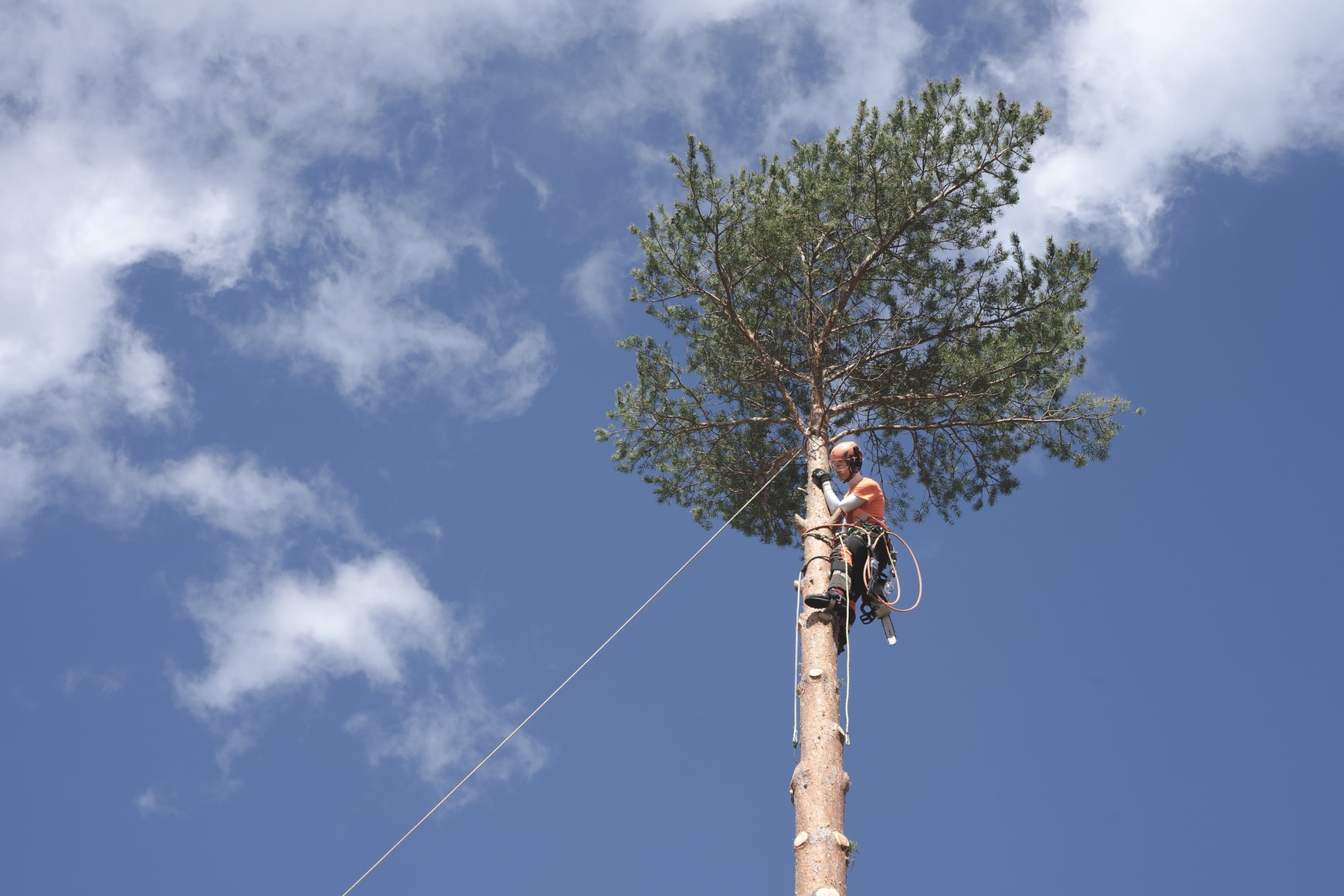 arborist / tree surgeon jobs